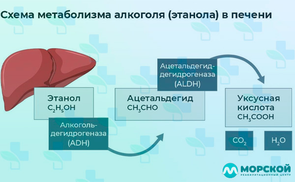 Инфографика разложения алкоголя Инфографика